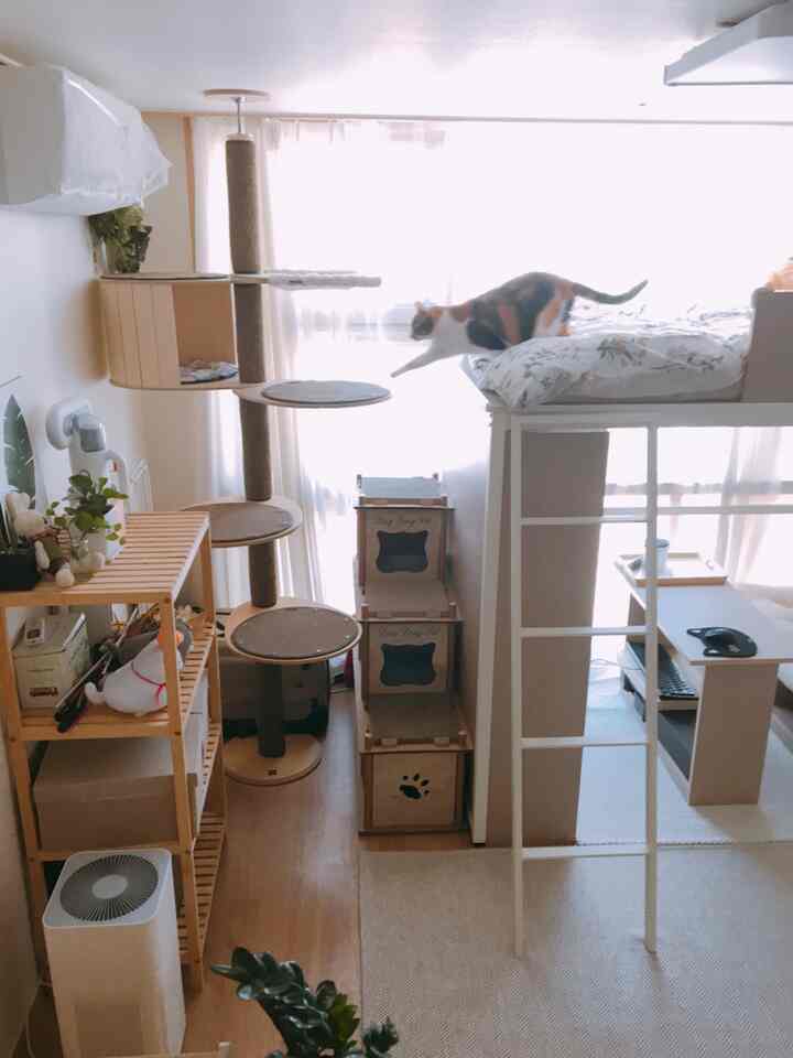 Natural tone bedroom with wooden furniture, featuring a cat tower and a cat actively moving in a cozy setting