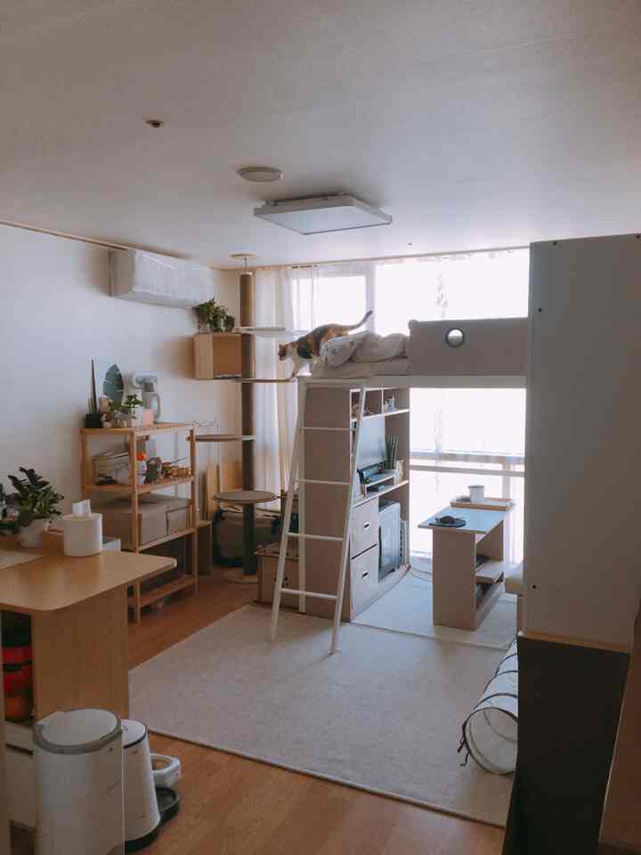 Natural wood tones and white colors blend in a bedroom space featuring a loft bed and cat tower with cozy atmosphere