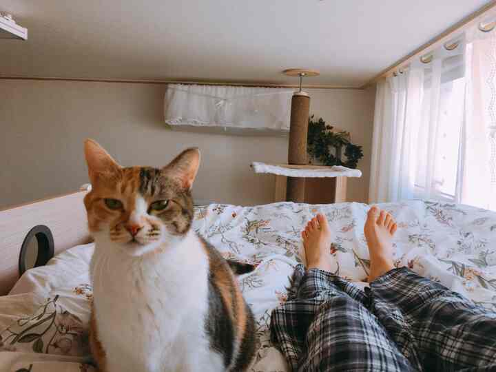 A cozy bedroom in white and brown tones featuring floral bedding and a cat tower near the window