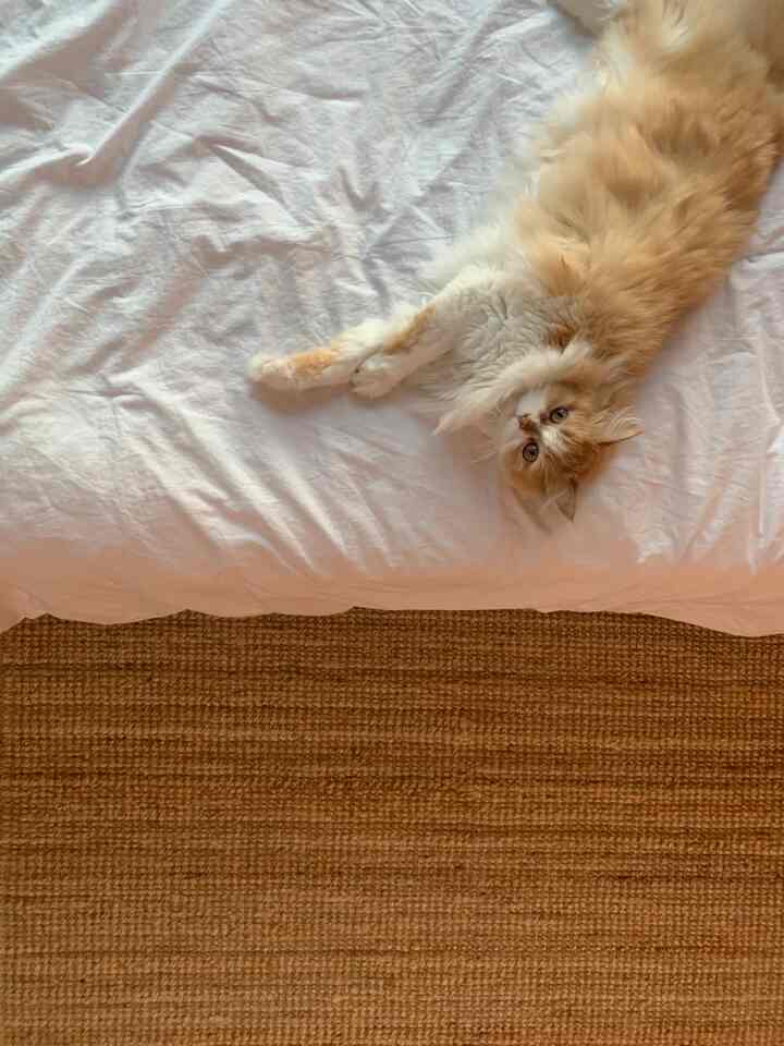 Natural color bedroom featuring beige rug and white bedding with a relaxed cat lying on top