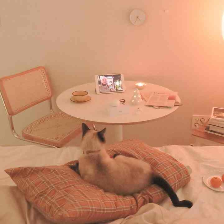 Warm beige toned bedroom featuring a cat resting on plaid pillows, a round table with decor, and a rattan chair creating a cozy ambiance