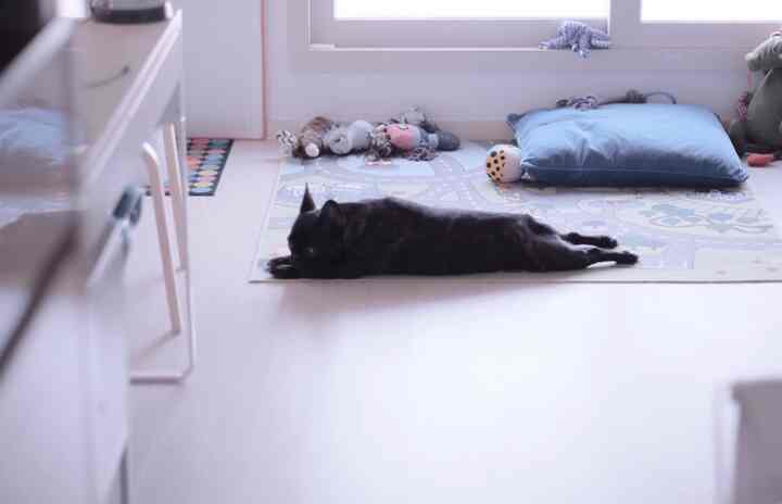 Natural toned compact room with play rug near window showing scattered pet toys and a black dog lying on the rug, cozy pet play area