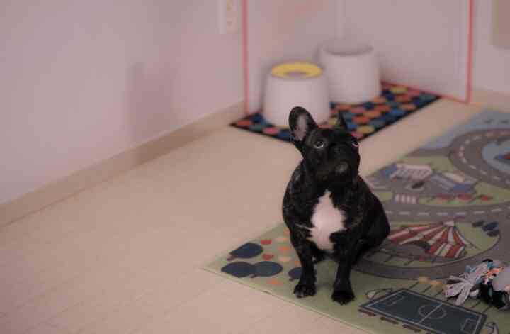 白い壁と床が明るく照らすペット用の食事スペース、カラフルなラグと水飲み器が配置された雰囲気のあるインテリア