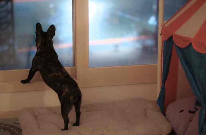 Natural beige-tone dog play space featuring a pet bed and CIRKUSTALT play tent by a large window, creating a cozy atmosphere