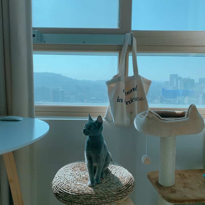 青空が見える窓辺にラタン製の丸いスツールに座る猫と、その隣にベージュのキャットタワーがあるナチュラルトーンの部屋