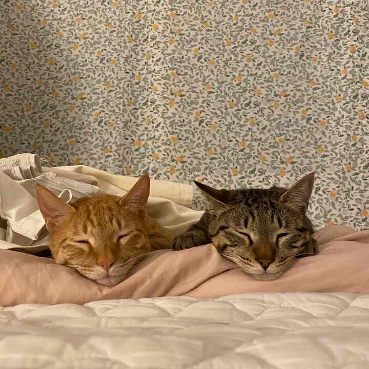 Bedroom with pink duvet cover and patterned wallpaper featuring two cats peacefully sleeping