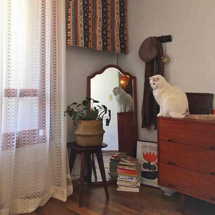 Natural-toned living room featuring brown dresser, white cat, plant, and wall mirror creating a cozy atmosphere