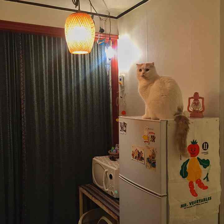 Warm orange-lit kitchen space featuring dark green curtains and a white refrigerator topped with a cat