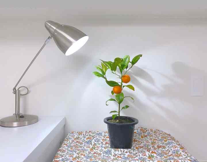 Bright white-walled room with a floral tablecloth-covered surface featuring a floor lamp and potted citrus plants, creating a cozy atmosphere