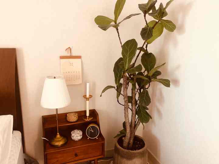 Natural-toned bedroom with beige walls, brown wooden bed and nightstand, accented by large indoor plant and gold accessories