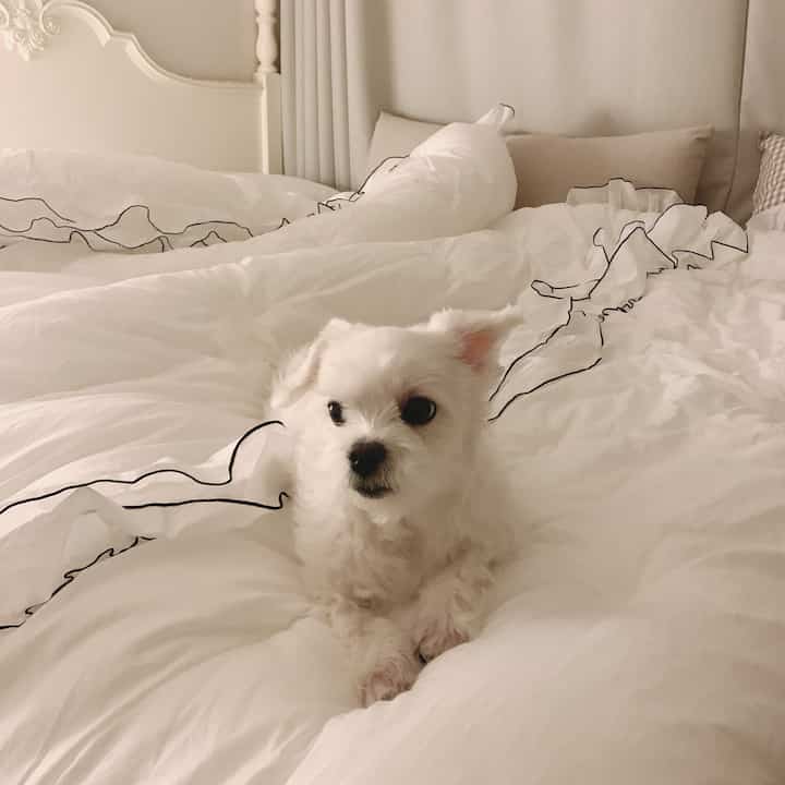 White-toned bedroom featuring plush bedding with a small dog resting, creating a cozy atmosphere
