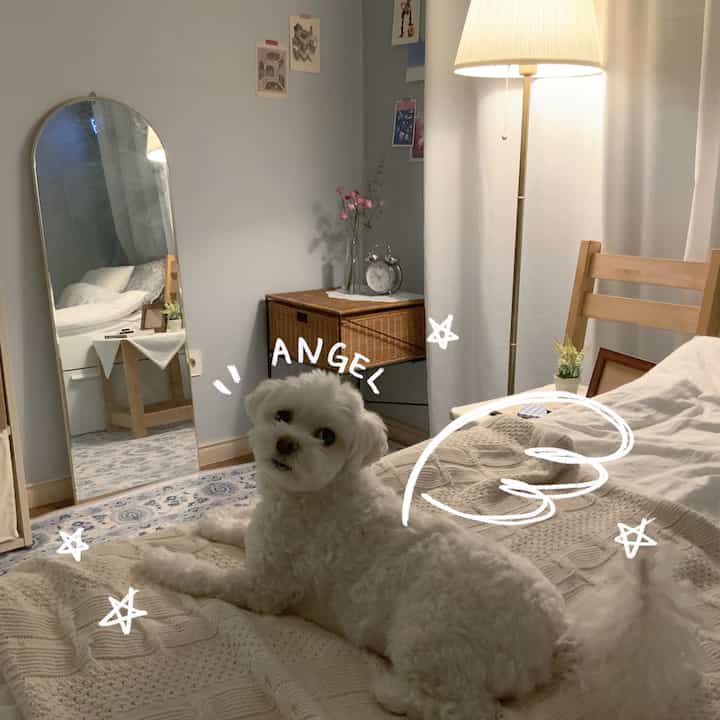 柔らかなスカイブルーの壁とベージュのニットスローが配置された寝室、かわいい犬と温かみのあるフロアランプがある雰囲気のあるインテリア