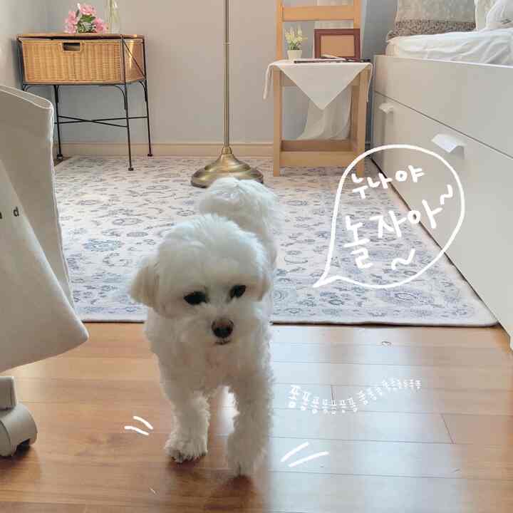 Bright natural-toned living room featuring a white dog, Persian-style rug, and wood furniture in a cozy setting