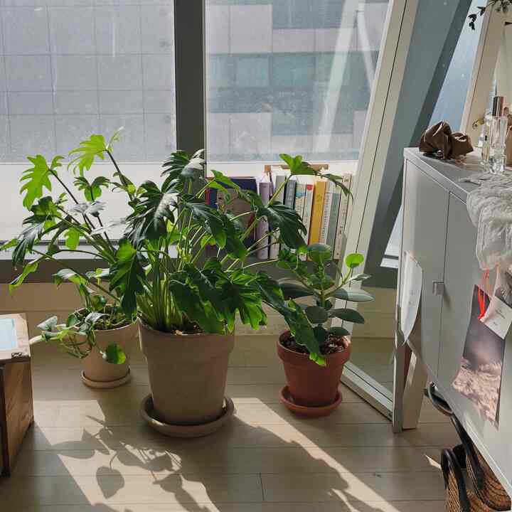 明るいナチュラルトーンのベランダ、3つの大きな観葉植物と全身鏡、本が配置された雰囲気のある空間