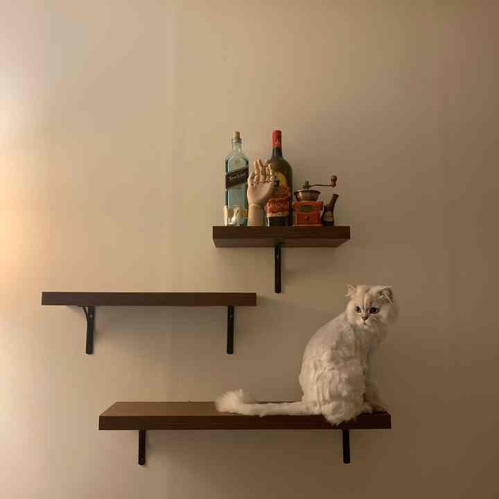 Beige walls with wood-tone wall shelves holding vintage items and a white cat sitting, creating a cozy space