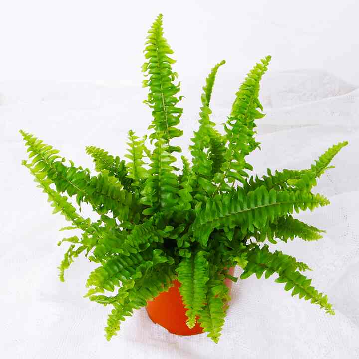 ネフロレピス 観葉植物