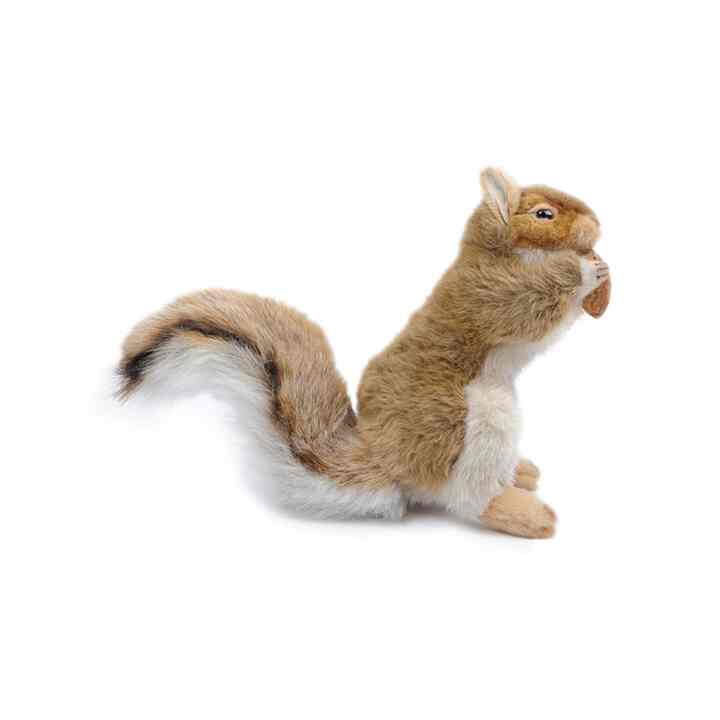 BH3745 アカリス 25 RED SQUIRREL