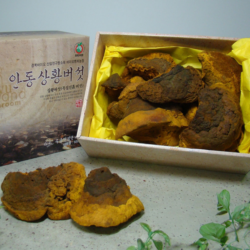 명장 국내산 상황 버섯 500g 최상품 가격 비교 류충현장인 명장 국내산 상황 버섯 500g 최상품
