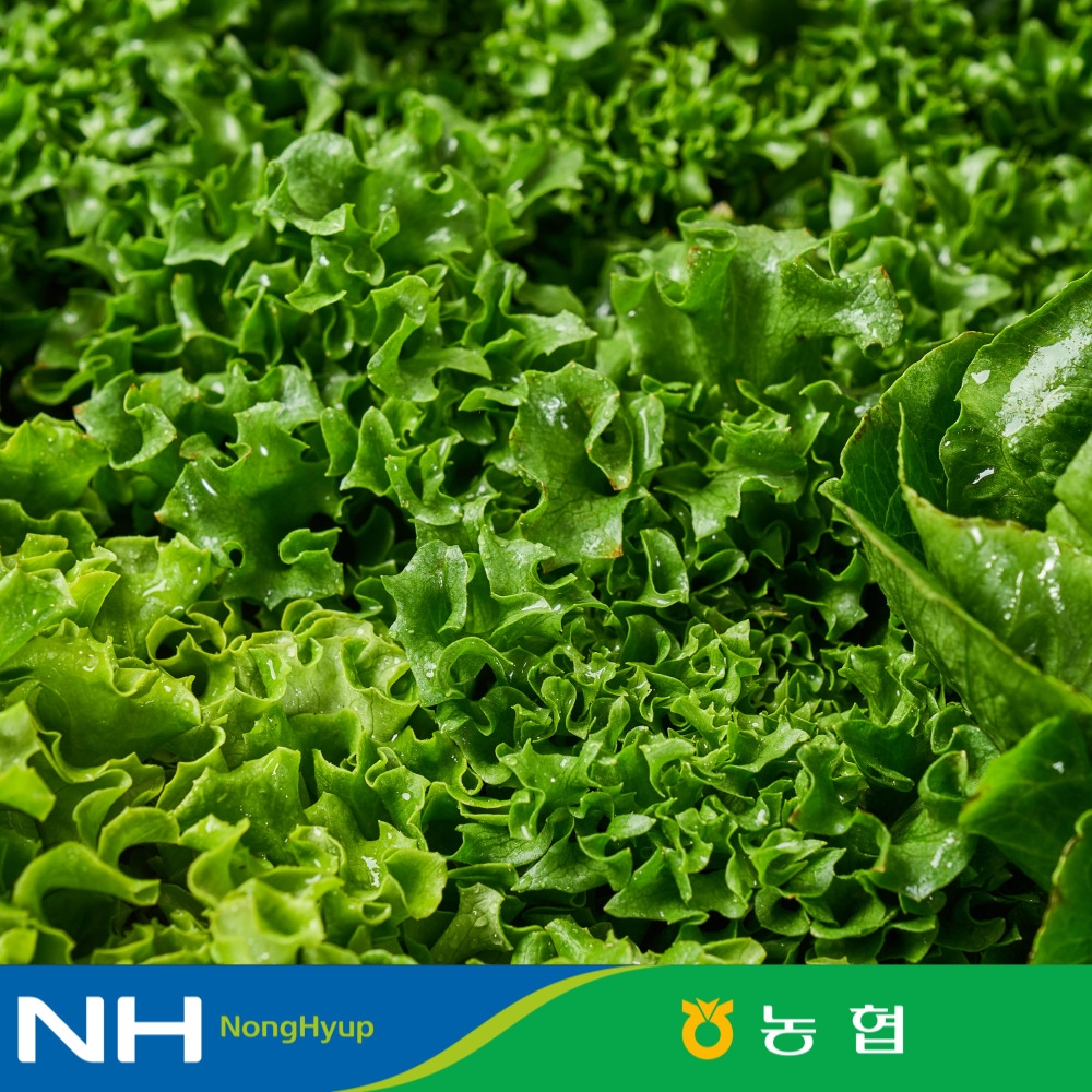 농협 유러피안 샐러드 1kg 4종 대용량 야채믹스 / 채소믹스 / 프릴아이스