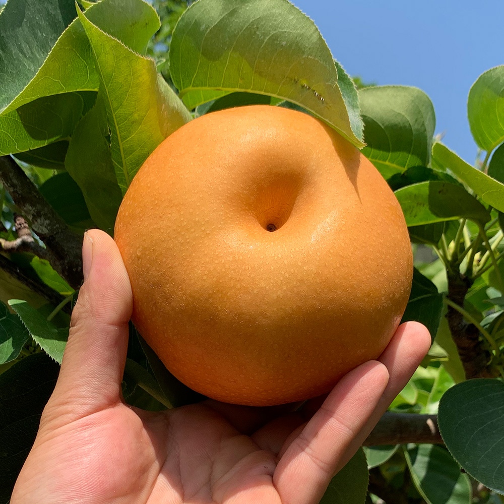 산지직송 나주 신고배 5kg / 3kg 가정용 실중량 가격 추이 산해직송 산지직송 나주 신고배 5kg / 3kg 가정용 실중량 - 최저가 12,510원