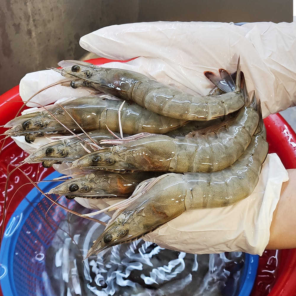 활새우 흰다리왕새우 500g/1kg/2kg 가격 비교 산해직송 활새우 흰다리왕새우 500g/1kg/2kg