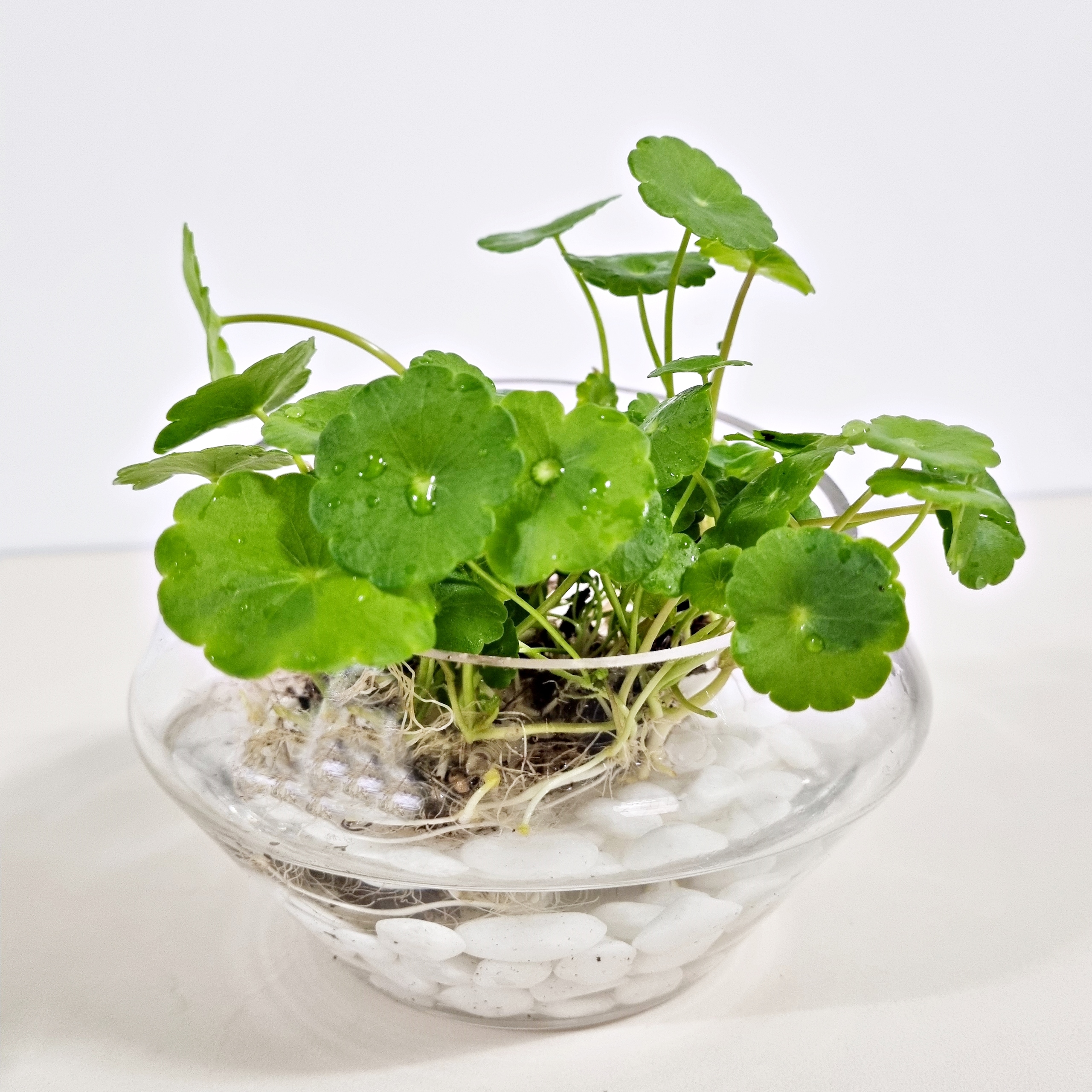 워터코인 수경재배식물 수생식물 수중식물 키우기