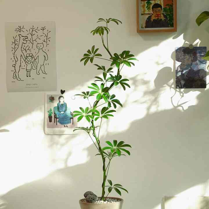 シェフレラ・ホンコン S型