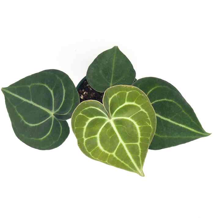 アンスリウム・クラリネルビウム