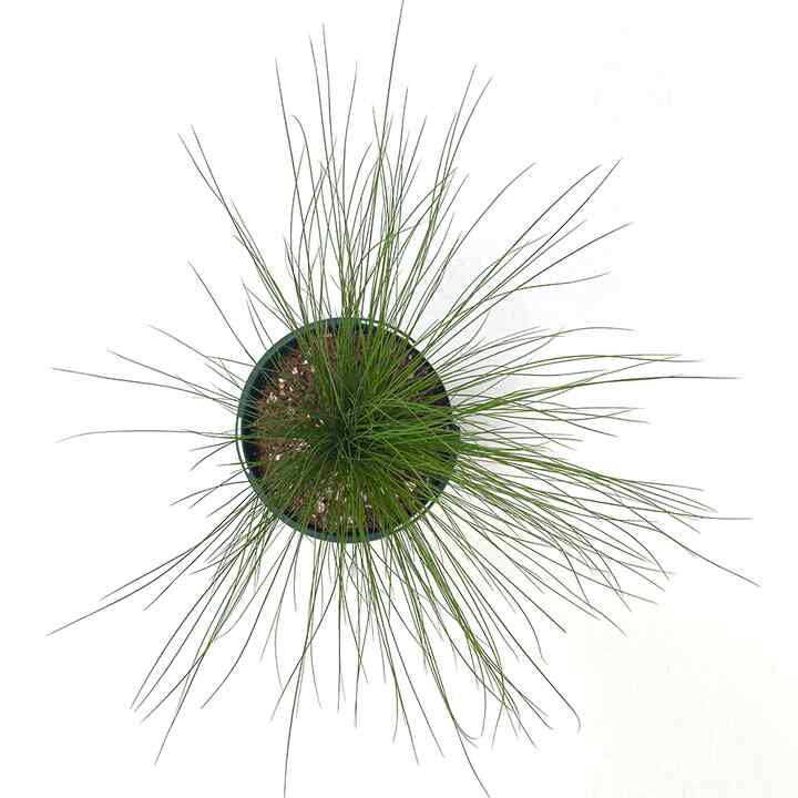 ナセラ・テヌイシマ