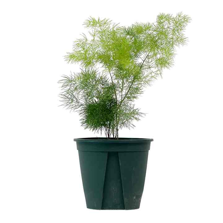 アスパラガス・ミリオクラダス