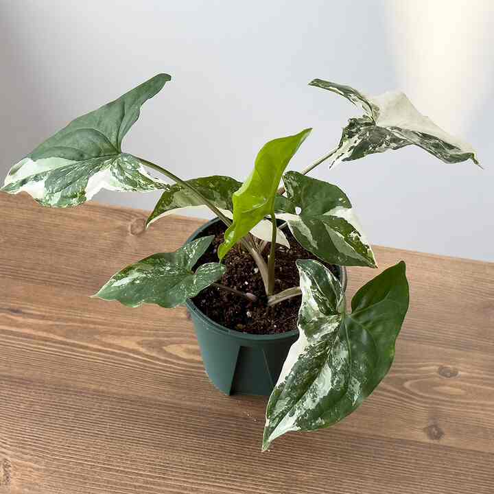 斑入りシンゴニウム バリエガータ