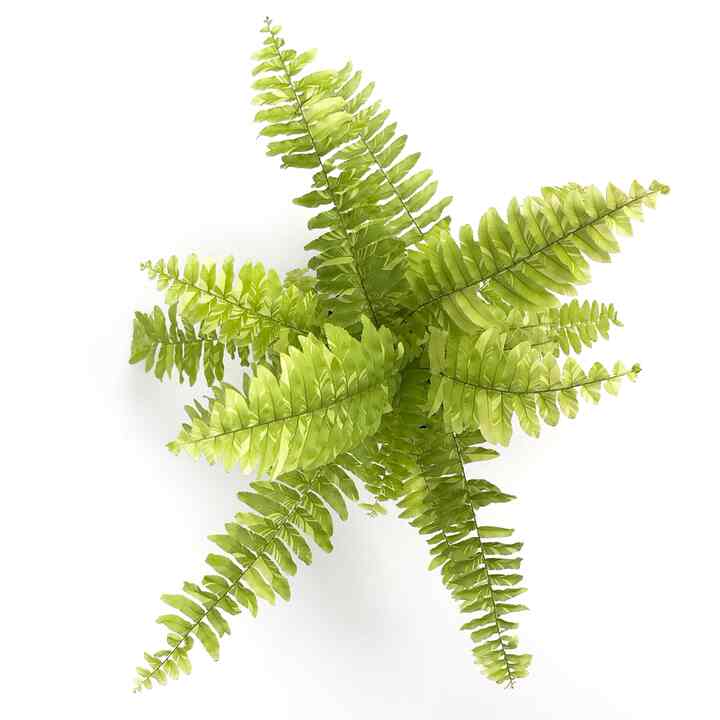 斑入りボストンファーン