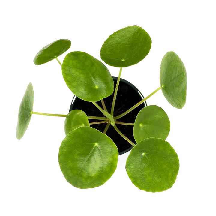 ピレア・ペペロミオイデス