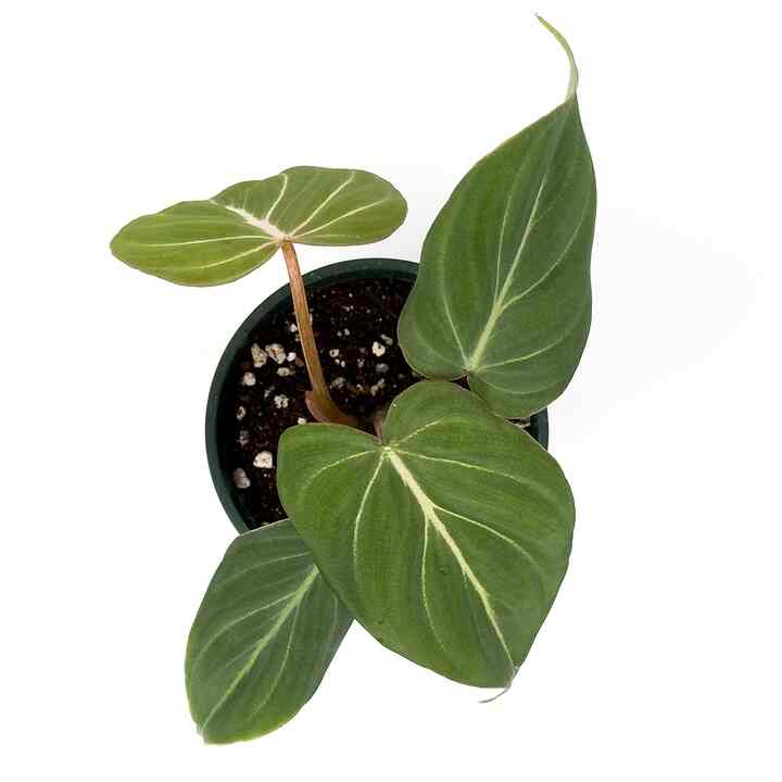 フィロデンドロン・グロリオーサム