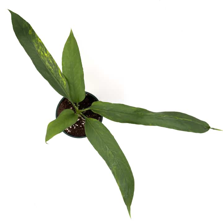 アンスリウム・ビタリフォリウム・バリエガータ