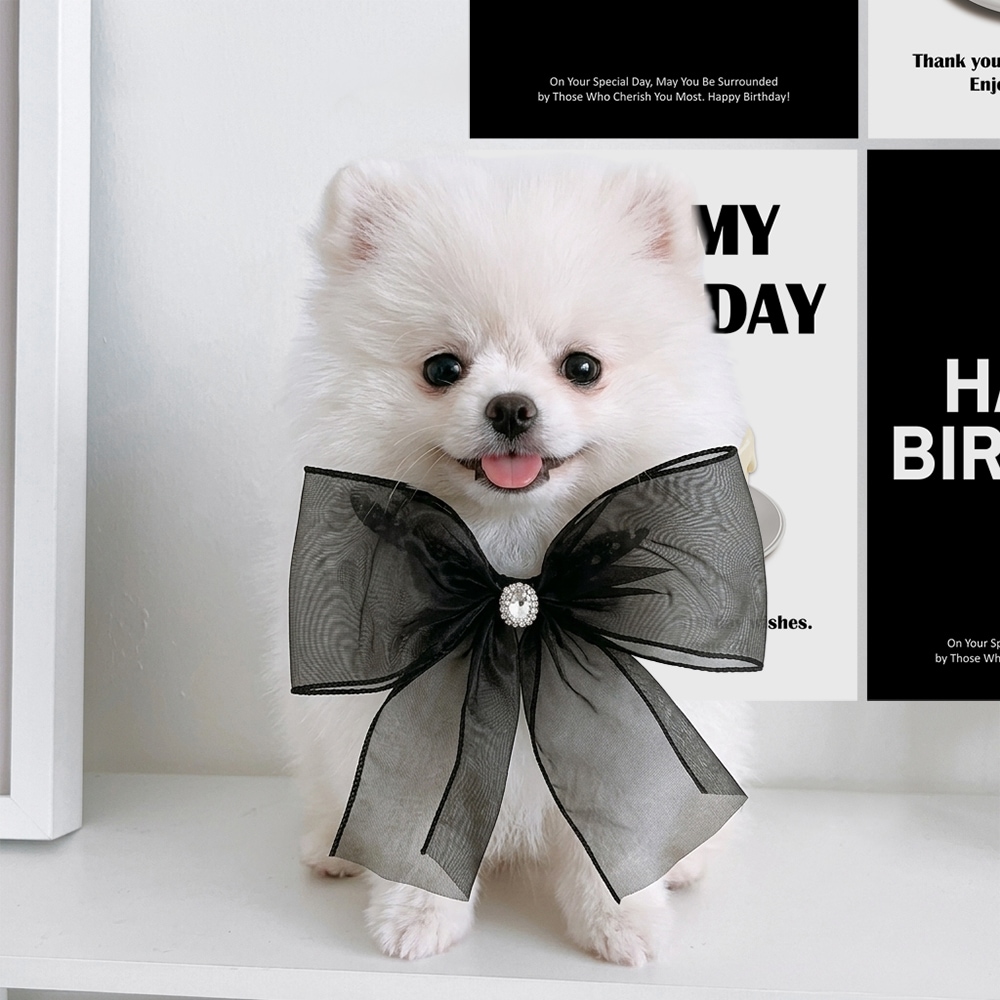 파티아일랜드 리본 케이프 블랙 강아지 고양이 반려동물 생일 파티햇 꼬깔 웨딩