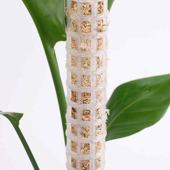 モンステラ モスポール 植物サポート