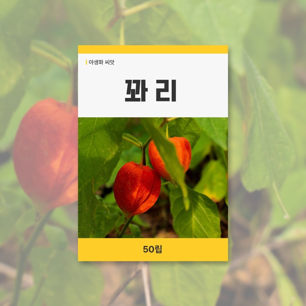 식물 > 꽈리 씨앗 50립 꽃씨앗 새싹 키우기 | 오늘의집 쇼핑