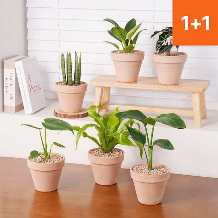 1+1 室内空気清浄植物 小型テラコッタ鉢付き［50種］