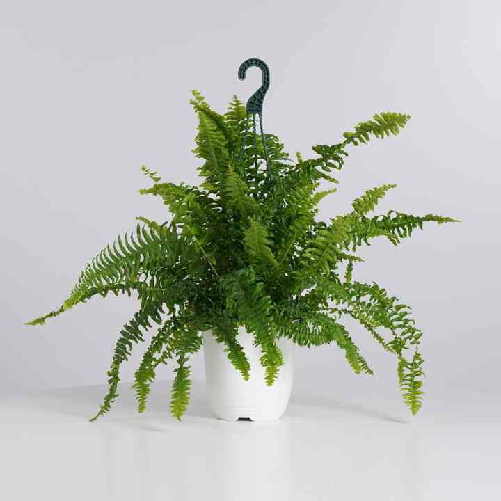 セイヨウタマシダ