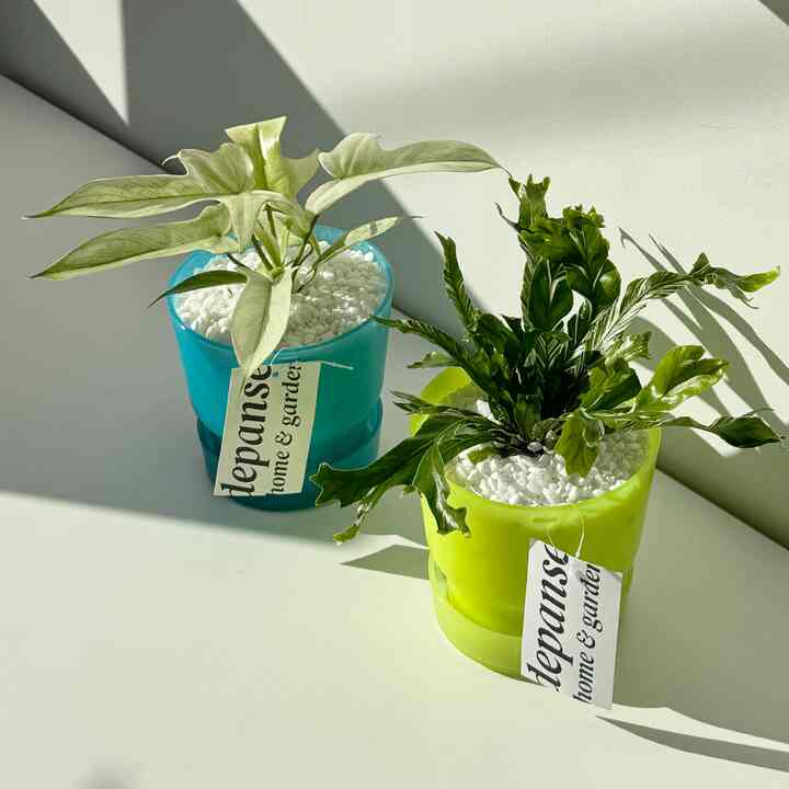 DAZZLING POT Season.1 夜光［3色・12種］