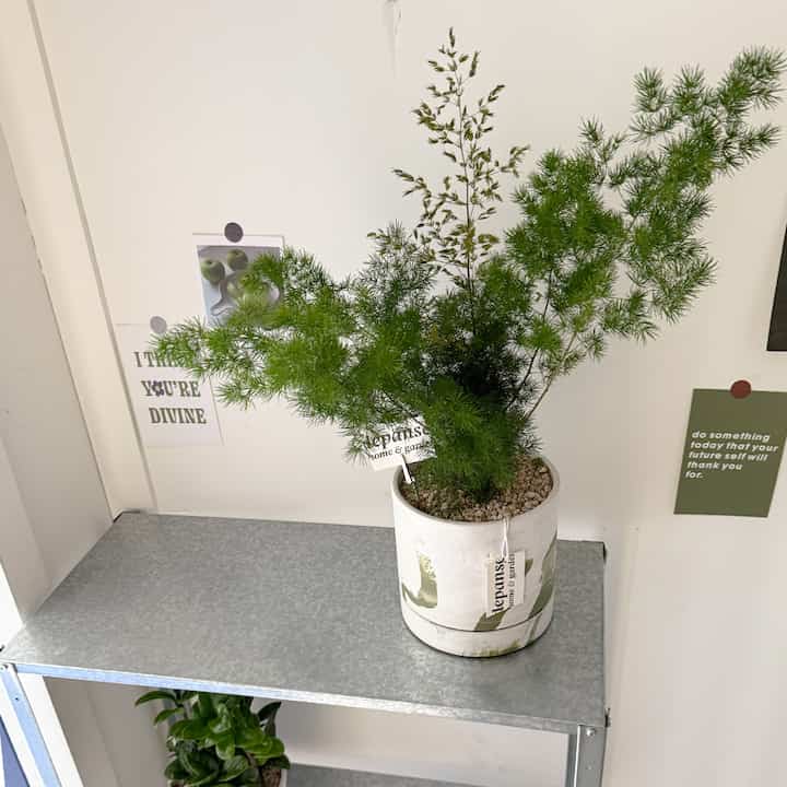 選べる観葉植物 中型＋NUANUA 鉢［12種］