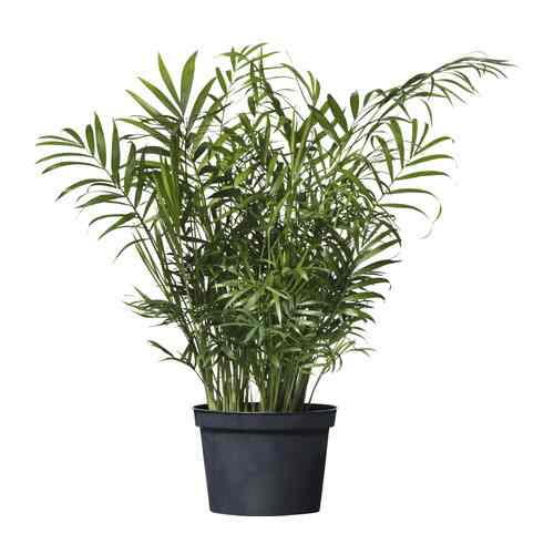 CHAMAEDOREA ELEGANS Potted plant