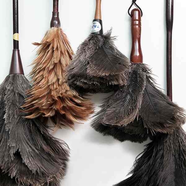 フェザーダスター［8種］