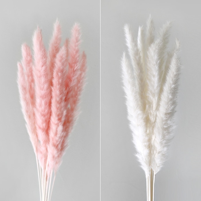 오늘의집 블루밍앤미 팜파스 프리저브드 한묶음(60CM)