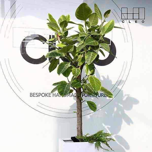 フィカス・ベンガレンシス