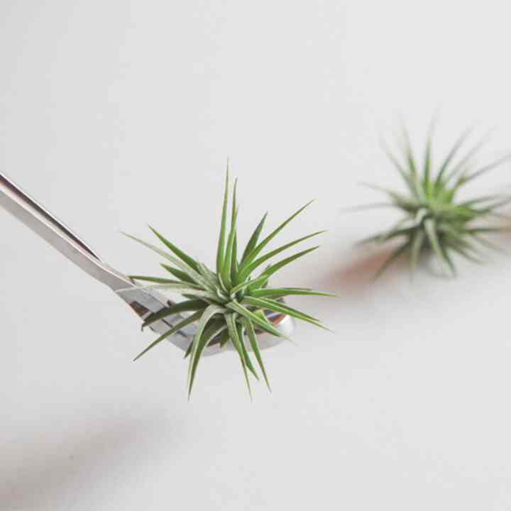 ティランジア・イオナンタ［3サイズ］