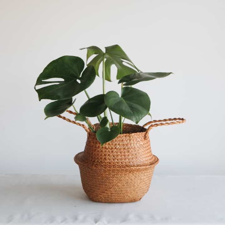 ラタン プランター＆観葉植物セット［9種］