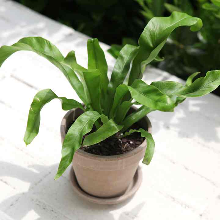 アスプレニウム［2サイズ］