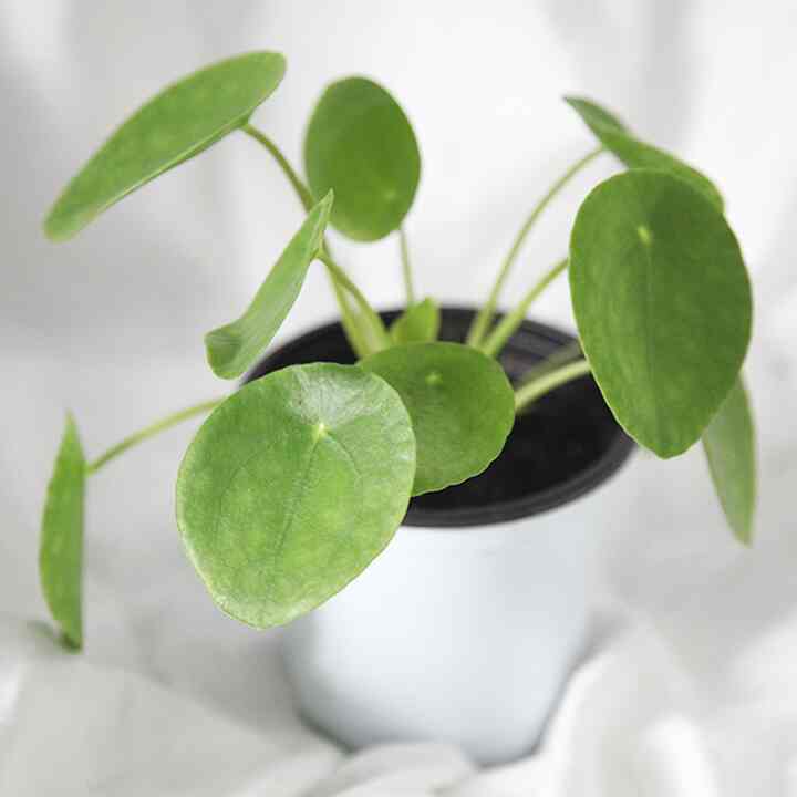 ピレア・ペペロミオイデス